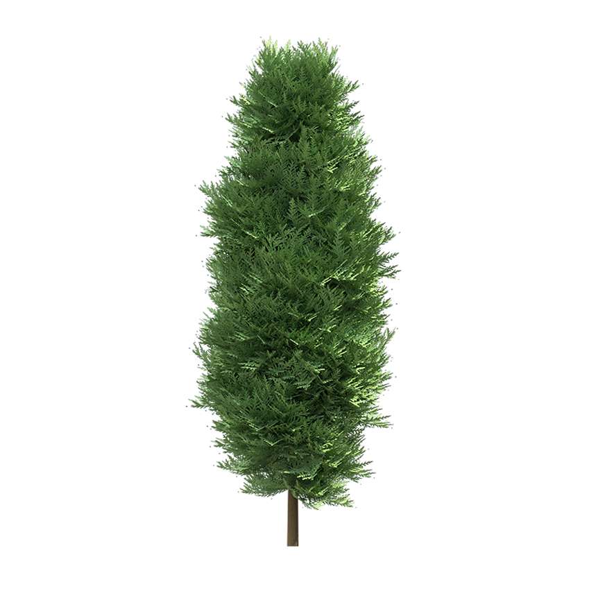 Chamaecyparis - Cypress